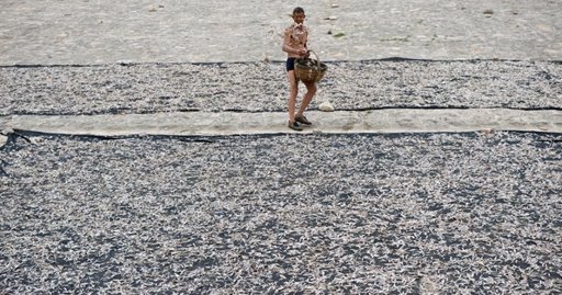 山西黄河流鱼再现 群众岸边捞小鱼制鱼干